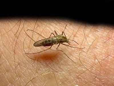  الملاريا 