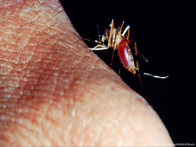 بعوضة أنوفيليس تنقل مرض الملاريا