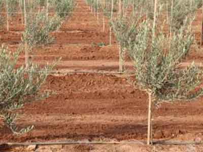 الاتفاق على تأسيس تعاونية الجبل لمنتجي أشجار الزيتون