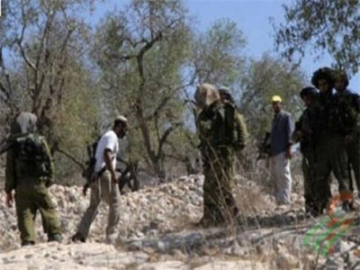 مستوطنون إسرائيليون يقتلعون 400 شتلة زيتون في قرية سجل 