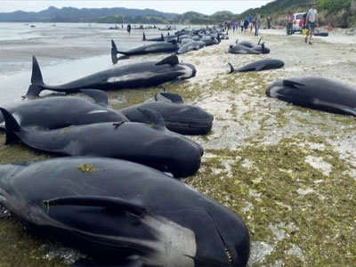جنوح مئات الحيتان في نيوزيلندا