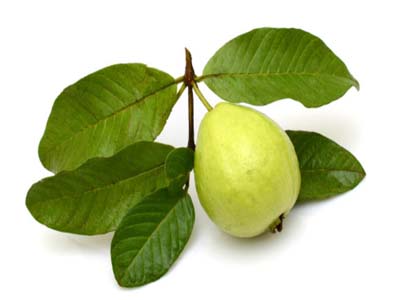 فوائد الجوافة