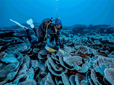 الشعاب المرجانية المكتشفة حديثا في أعماق المحيط الهادي قرب تاهيتي