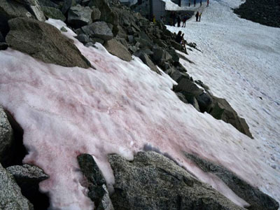 ظهور جليد وردي على جبال الألب الإيطالية