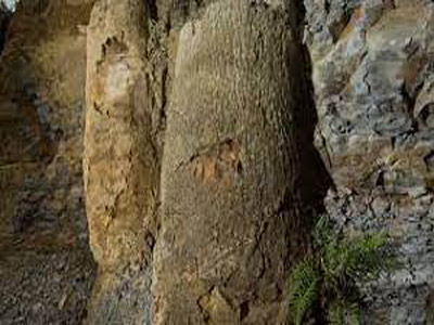 اكتشاف متحجرات أشجار تعود إلى 290 مليون سنة في البرازيل 
