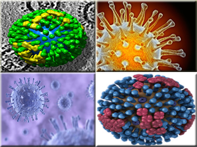 فيروسات الأنفلونزا