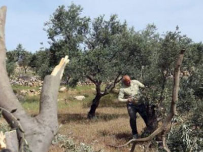 	قوات الاحتلال تعتقل فلسطينيين ومستوطنون يقطعون اشجار الزيتون