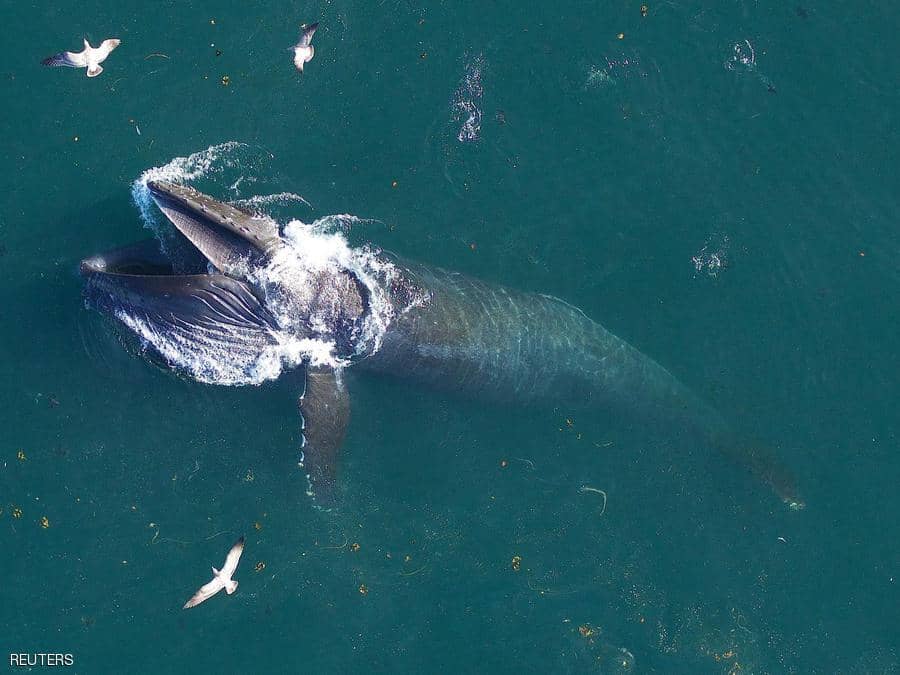 تأكل الحيتان لحوالي 100 يوم في السنة